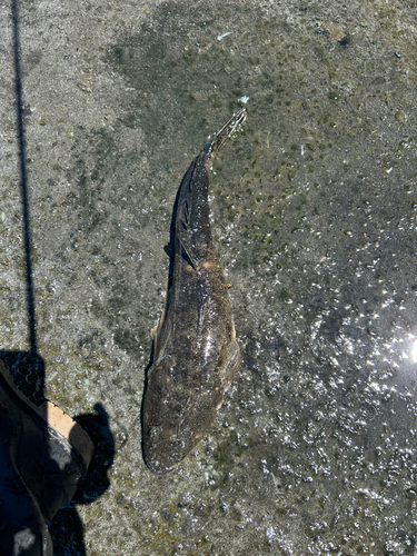 マゴチの釣果