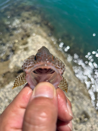 オオモンハタの釣果