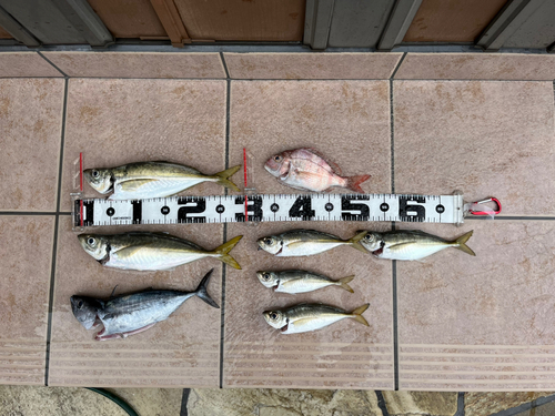 アジの釣果