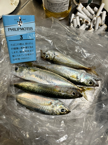 サバの釣果