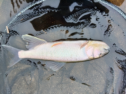 ケタバスの釣果