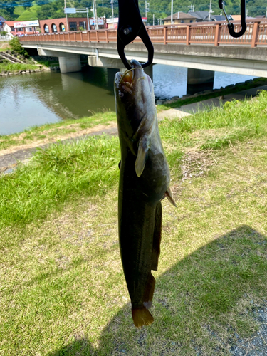 ナマズの釣果