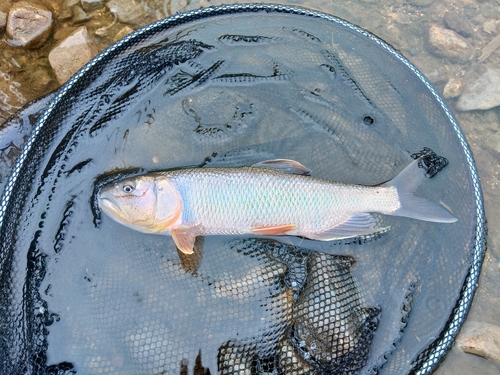 ケタバスの釣果