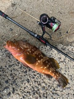 アコウの釣果