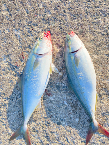 ブリの釣果