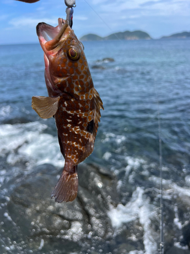 キジハタの釣果