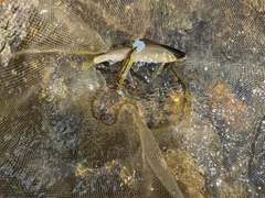 アユの釣果