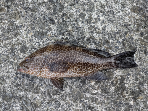 オオモンハタの釣果