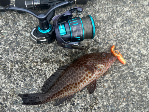 オオモンハタの釣果