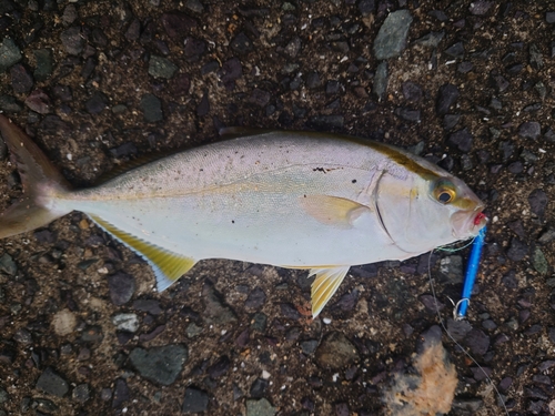 ネリゴの釣果