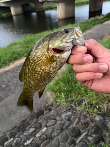 スモールマウスバスの釣果