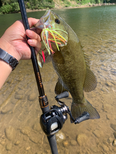 スモールマウスバスの釣果