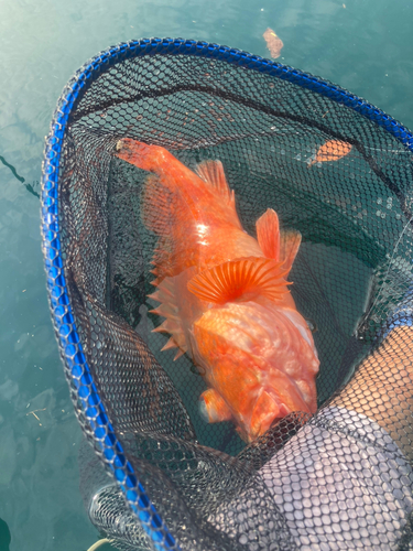 ウッカリカサゴの釣果