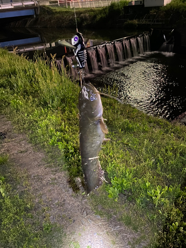 ナマズの釣果