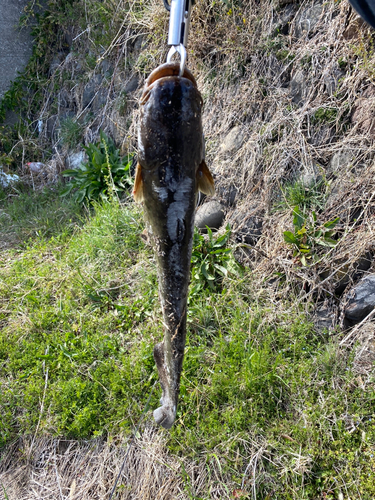 ナマズの釣果