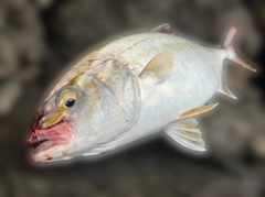 ショゴの釣果