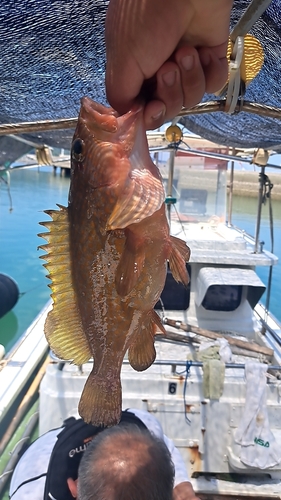 アコウの釣果