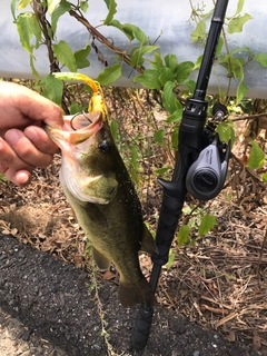 ブラックバスの釣果