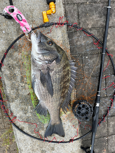 チヌの釣果