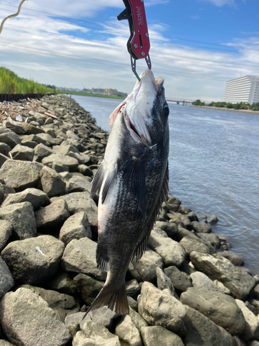 クロダイの釣果