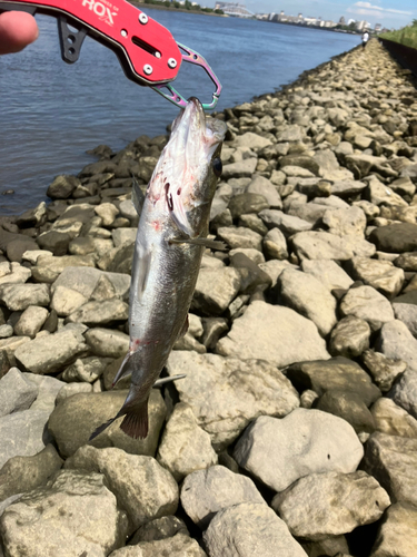 スズキの釣果