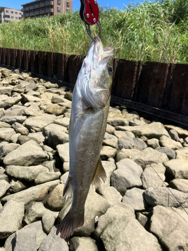 スズキの釣果