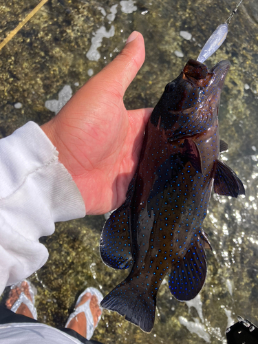 アオノメハタの釣果