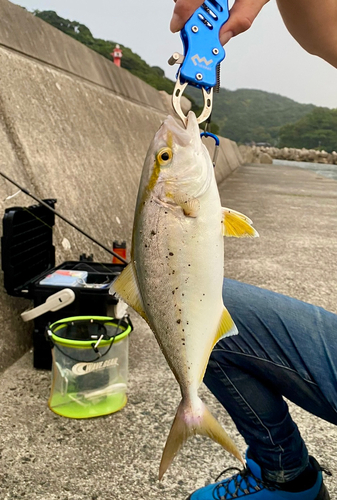 ネリゴの釣果