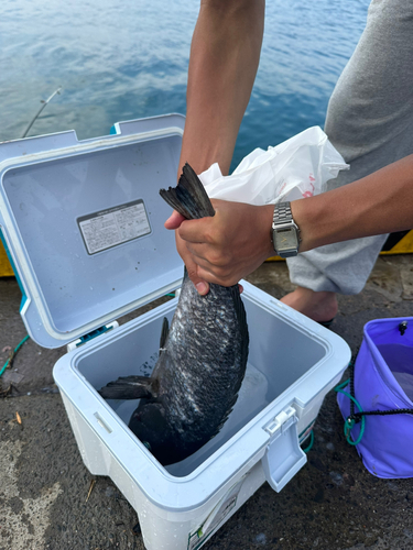 ソウダガツオの釣果