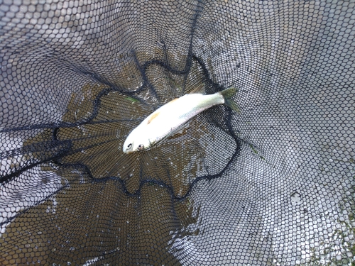 ケタバスの釣果