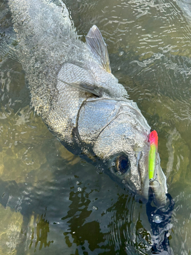 シーバスの釣果