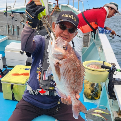 マダイの釣果