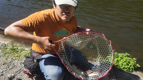 トラウトの釣果