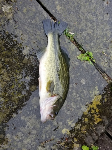 ラージマウスバスの釣果