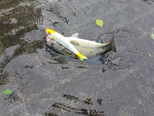 ラージマウスバスの釣果