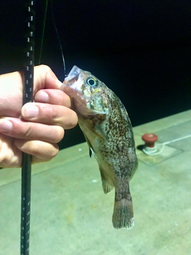 クロソイの釣果