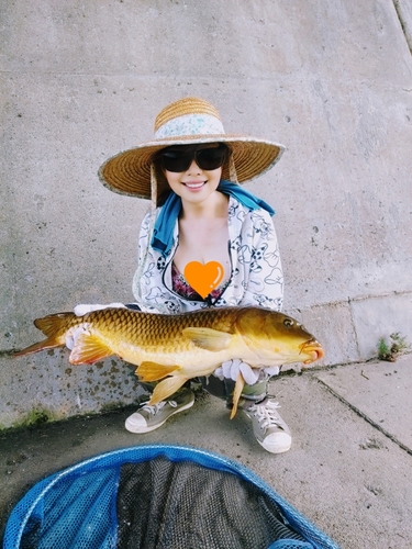 コイの釣果