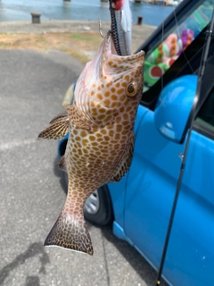 オオモンハタの釣果