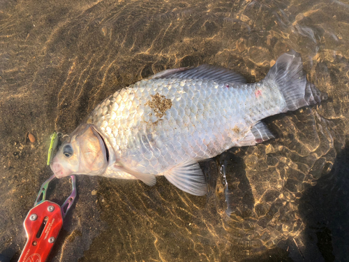 ヘラブナの釣果