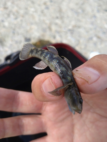 ヨシノボリの釣果