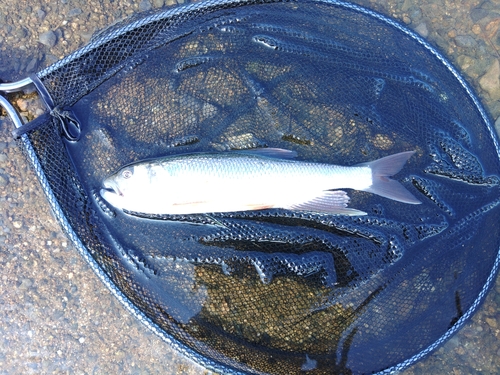 ケタバスの釣果