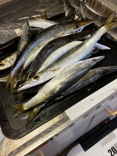 アカカマスの釣果