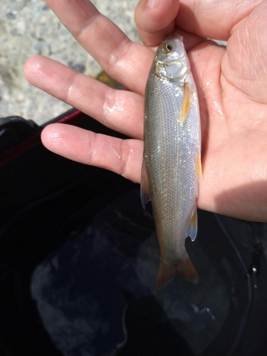 ウグイの釣果