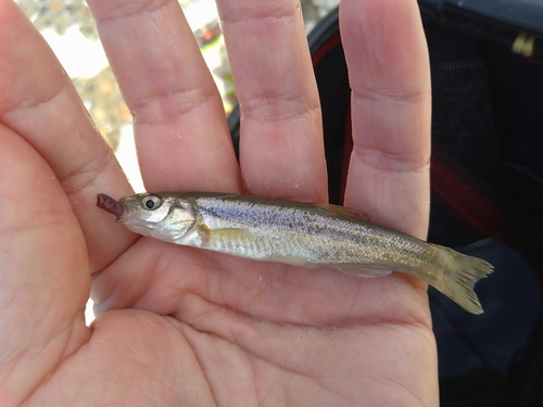 アブラハヤの釣果