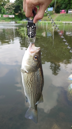 ストライパーの釣果