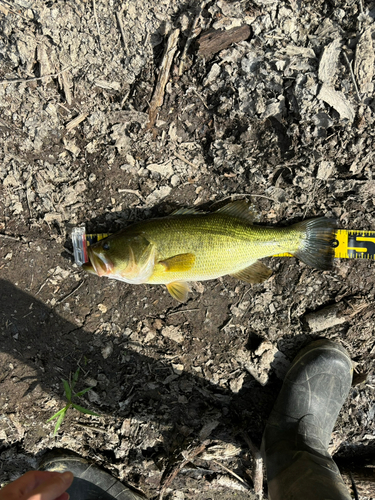 ラージマウスバスの釣果