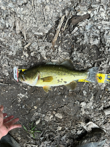 ラージマウスバスの釣果