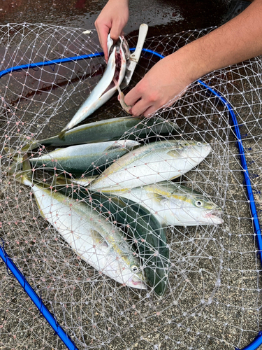 ワカシの釣果