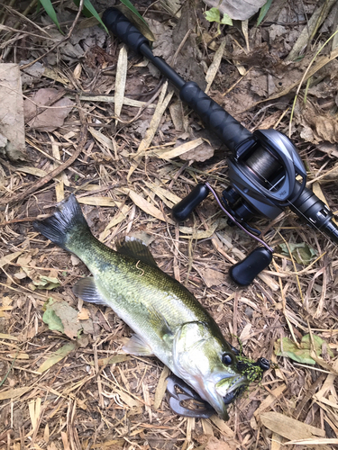 ブラックバスの釣果