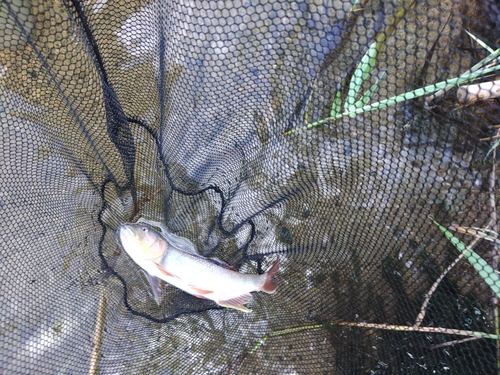 ケタバスの釣果